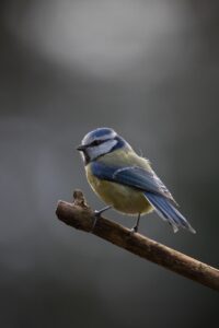Weekly Open Community Garden Session - Bird Survey Week!